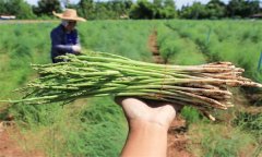 蘆筍苗多大適宜移栽定植，栽植密度多少合適？