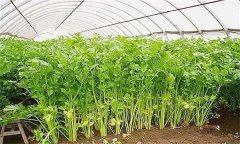 怎樣才能種好冬芹菜？