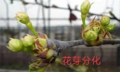 梨樹開(kāi)花結(jié)果有什么特點(diǎn)？
