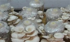 如何防治平菇腐爛??？