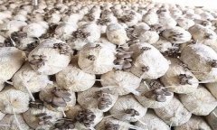 平菇發(fā)菌過程中產(chǎn)生雜菌的原因有哪些？