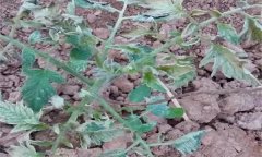 番茄肥害有哪些典型癥狀，發(fā)生后怎么處理？