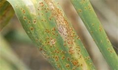 怎樣防治大蒜銹病, 大蒜銹病打什么藥合適？