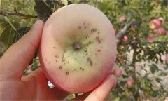 怎樣防治蘋果黑點病，它是什么原因造成的？