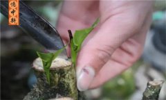 如何采用劈接法對茶樹進行嫁接？