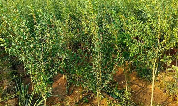 石榴苗栽植要點