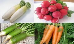 蘿卜怎樣分類？蘿卜形態(tài)特征簡介