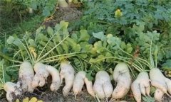 蘿卜分叉是什么原因，怎么防止蘿卜分叉？