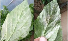 辣椒白粉病是什么原因引起的，如何防控？