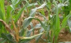 怎樣防治玉米鐮刀菌頂腐病，其病原菌是什么？