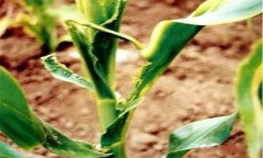 怎樣識(shí)別玉米鐮刀菌頂腐??？
