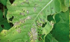 怎樣防控十字花科蔬菜的黑斑?。? /></a>
            <a href=