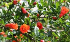 石榴大量落花落果的原因是什么？