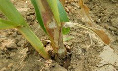 玉米紋枯病的病原菌、發(fā)病規(guī)律與發(fā)病因素