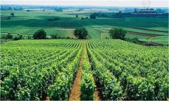 如何在河灘地、山地鹽堿地和黏土地上建葡萄園