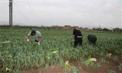 大蒜蒜薹采收方法，蒜薹采后如何處理？