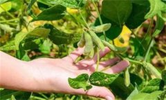 大豆莢而不實的原因有哪些?