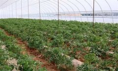 怎樣實(shí)現(xiàn)大棚番茄的春季增產(chǎn)?