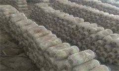 目前國內(nèi)平菇袋料栽培有哪些方法？