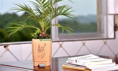 美麗針葵風(fēng)水作用 如何栽培和養(yǎng)護(hù)美麗針葵？