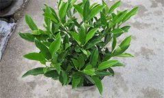 非洲茉莉怎么插枝 如何栽培和養(yǎng)護(hù)非洲茉莉？