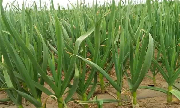 大蒜對光照的要求