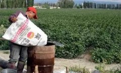 棉花應該怎樣施肥、如何整枝，如何防治病蟲害