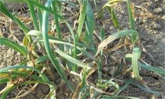 韭菜枯葉發(fā)生的原因是什么，怎么解決？
