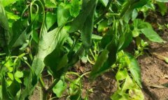 辣椒青枯病如何識(shí)別、如何防治？