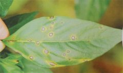 辣椒瘡痂病如何識(shí)別、如何防治？