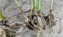 辣椒漚根是怎樣發(fā)生的？如何預(yù)防辣椒漚根？