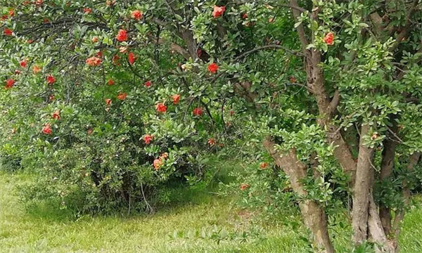 陜西現代石榴產業(yè)發(fā)展區(qū)劃