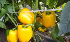 如何通過(guò)增光、降溫、配肥水促進(jìn)大棚甜椒著色