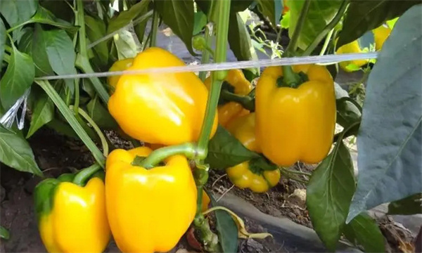 如何通過增光、降溫、配肥水促進大棚甜椒著色