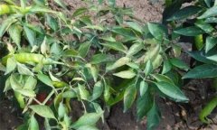 辣椒肥害主要有哪幾種？如何預(yù)防辣椒肥害？