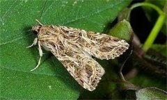 如何防治甘藍夜蛾，其發(fā)生規(guī)律是什么？