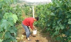 葡萄采后如何管理 葡萄采收后怎樣肥、如何修枝
