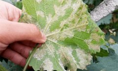 葡萄常見病蟲害有哪些，如何防治？