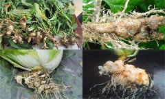 如何防治大白菜根腫病，其發(fā)生原因是什么？