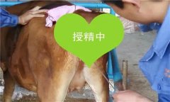 如何把握母牛輸精時(shí)間 輸精前應(yīng)做好哪些準(zhǔn)備？