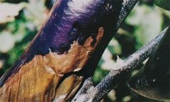 茄子細(xì)菌性軟腐病怎樣識(shí)別 怎么治 用什么藥治？