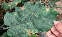 茄子細(xì)菌性褐斑病怎樣防治？用什么藥防治？