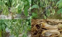 茄子青枯病如何識(shí)別、怎樣防控？