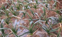 大蒜越冬期和返青期如何管理？