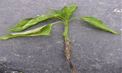 蔬菜苗期立枯病有哪些癥狀？用什么藥最好？