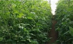 番茄定植前已施大量底肥，花前還追不追肥？