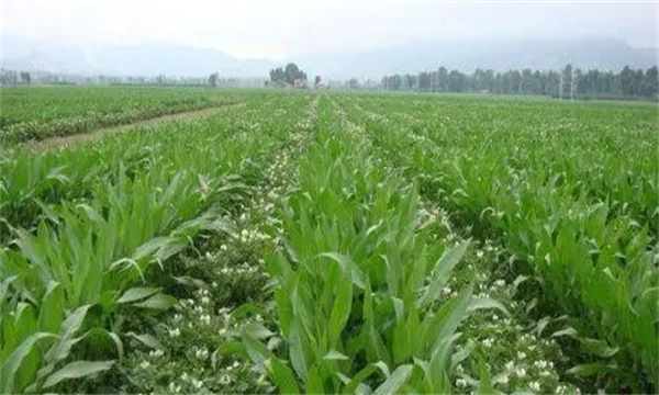 大蒜、玉米套種栽培技術(shù)要點