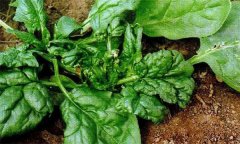 菠菜病毒病的危害癥狀、傳播途徑與發(fā)病原因
