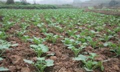 油菜定植后如何進行田間管理？