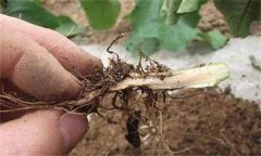 茄子漚根是什么原因造成的 怎樣預(yù)防茄子漚根？